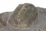Austerops Trilobite - Jorf, Morocco #189750-5